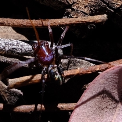 Habronestes bradleyi (Bradley's Ant-Eating Spider) at Dunlop, ACT - 28 Oct 2019 by Kurt