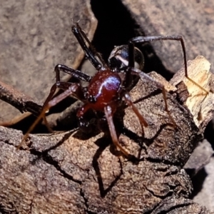 Habronestes bradleyi at Dunlop, ACT - 28 Oct 2019