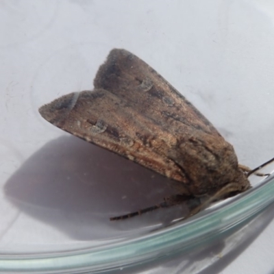 Agrotis infusa (Bogong Moth, Common Cutworm) at Australian National University - 28 Oct 2019 by Laserchemisty