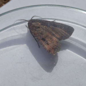 Agrotis infusa at Acton, ACT - 28 Oct 2019