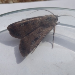 Agrotis infusa at Acton, ACT - 28 Oct 2019