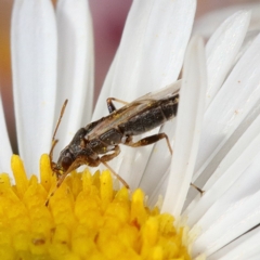 Nysius sp. (genus) (Seed bug) at Kambah, ACT - 28 Oct 2019 by Marthijn