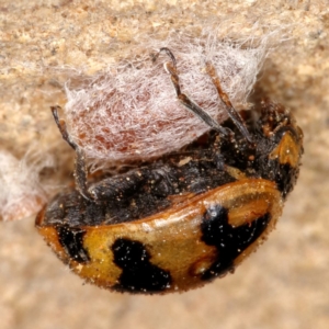 Coccinella transversalis at Kambah, ACT - 28 Oct 2019