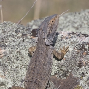 Pogona barbata at Paddys River, ACT - 28 Oct 2019