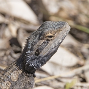 Pogona barbata at Paddys River, ACT - suppressed