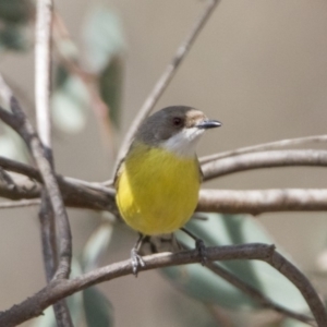 Gerygone olivacea at Tennent, ACT - 28 Oct 2019 02:44 PM