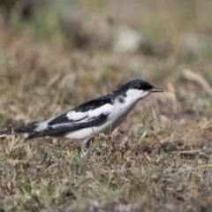 Lalage tricolor (White-winged Triller) at Tharwa, ACT - 28 Oct 2019 by WarrenRowland