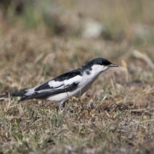 Lalage tricolor at Tharwa, ACT - 28 Oct 2019 12:39 PM