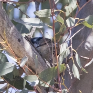 Lalage tricolor at Tharwa, ACT - 28 Oct 2019