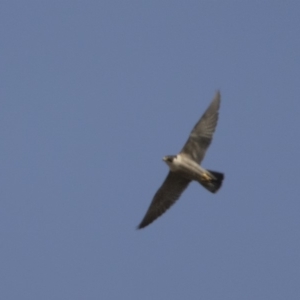 Falco peregrinus at Tennent, ACT - 28 Oct 2019