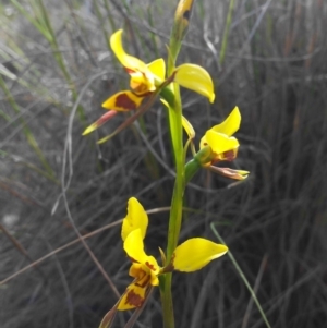 Diuris sulphurea at Aranda, ACT - suppressed