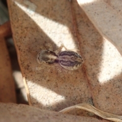 Maratus pavonis (Dunn's peacock spider) at Sullivans Creek, Acton - 28 Oct 2019 by Laserchemisty