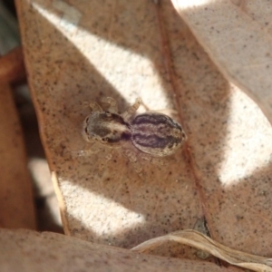 Maratus pavonis at Acton, ACT - suppressed