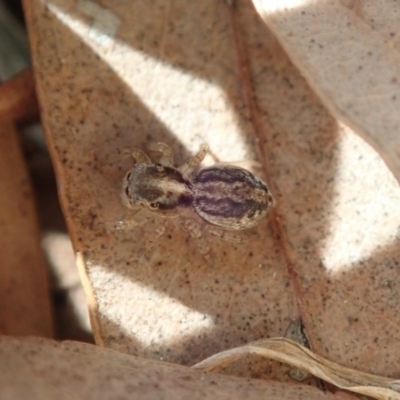 Maratus pavonis (Dunn's peacock spider) at Australian National University - 28 Oct 2019 by Laserchemisty