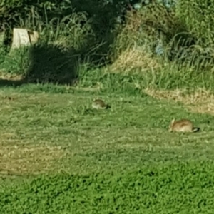 Oryctolagus cuniculus at Barton, ACT - 28 Oct 2019