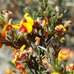 Dillwynia sericea (Egg And Bacon Peas) at Tuggeranong DC, ACT - 26 Oct 2019 by Mike