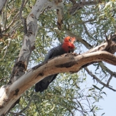 Callocephalon fimbriatum (Gang-gang Cockatoo) at Hughes, ACT - 28 Oct 2019 by JackyF