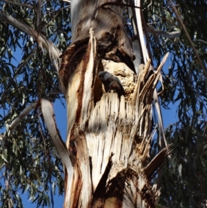 Callocephalon fimbriatum at Garran, ACT - suppressed