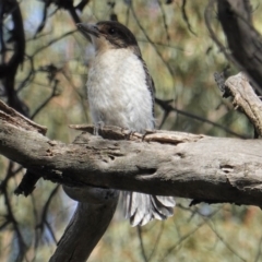 Cracticus torquatus (Grey Butcherbird) at Hughes, ACT - 28 Oct 2019 by JackyF
