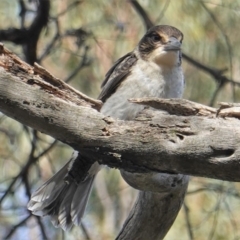 Cracticus torquatus at Hughes, ACT - 28 Oct 2019 04:21 PM