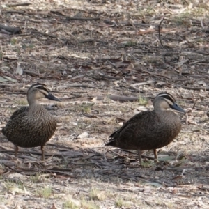 Anas superciliosa at Hughes, ACT - 28 Oct 2019 03:58 PM