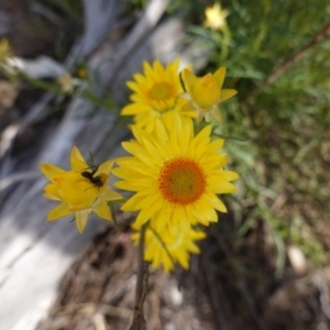 Xerochrysum viscosum at Hughes, ACT - 28 Oct 2019 04:18 PM