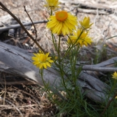 Xerochrysum viscosum at Hughes, ACT - 28 Oct 2019 04:18 PM