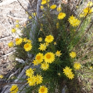 Xerochrysum viscosum at Hughes, ACT - 28 Oct 2019 04:18 PM