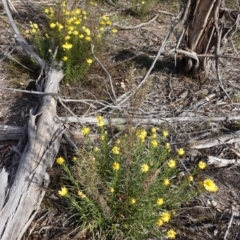 Xerochrysum viscosum at Hughes, ACT - 28 Oct 2019