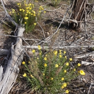 Xerochrysum viscosum at Hughes, ACT - 28 Oct 2019 04:18 PM