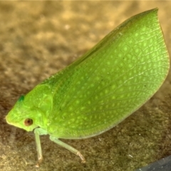 Siphanta acuta at Kambah, ACT - 28 Oct 2019 08:43 PM