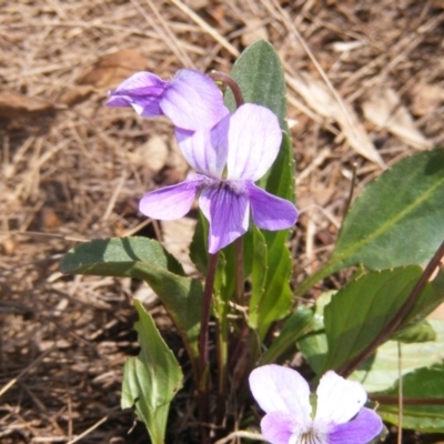 Viola betonicifolia (Mountain Violet) at Amaroo, ACT - 27 Oct 2019 by MichaelMulvaney