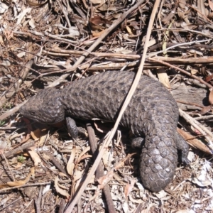 Tiliqua rugosa at Amaroo, ACT - 28 Oct 2019 01:08 PM