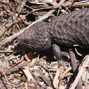 Tiliqua rugosa at Amaroo, ACT - 28 Oct 2019 01:08 PM