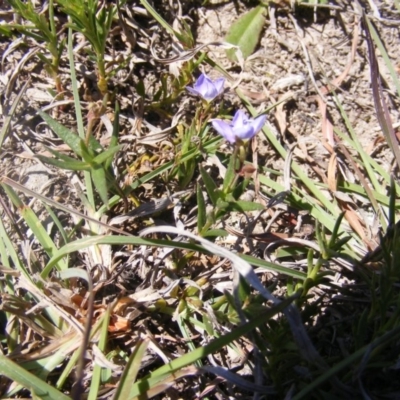 Veronica gracilis (Slender Speedwell) at Amaroo, ACT - 28 Oct 2019 by MichaelMulvaney