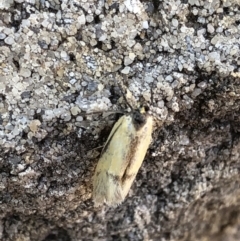 Philobota undescribed species near arabella (A concealer moth) at Aranda, ACT - 28 Oct 2019 by Jubeyjubes