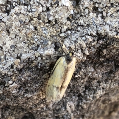 Philobota undescribed species near arabella (A concealer moth) at Aranda, ACT - 29 Oct 2019 by Jubeyjubes