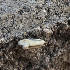 Philobota undescribed species near arabella at Aranda, ACT - 29 Oct 2019 09:18 AM