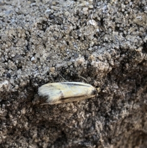 Philobota undescribed species near arabella at Aranda, ACT - 29 Oct 2019