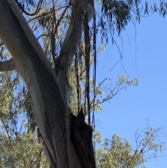 Callocephalon fimbriatum (Gang-gang Cockatoo) at Acton, ACT - 28 Oct 2019 by Benledieu