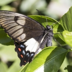 Papilio aegeus (Orchard Swallowtail, Large Citrus Butterfly) at Higgins, ACT - 28 Oct 2019 by AlisonMilton