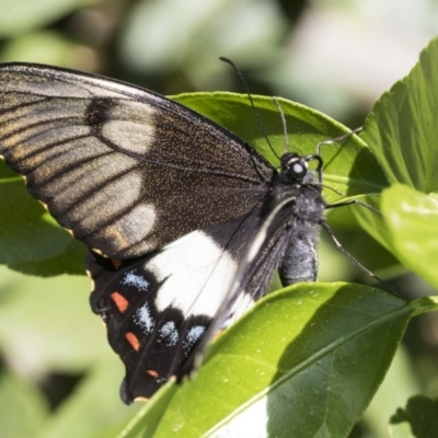 Papilio aegeus (Orchard Swallowtail, Large Citrus Butterfly) at Higgins, ACT - 29 Oct 2019 by AlisonMilton