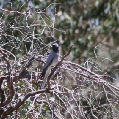 Coracina novaehollandiae (Black-faced Cuckooshrike) at Hughes, ACT - 29 Oct 2019 by LisaH