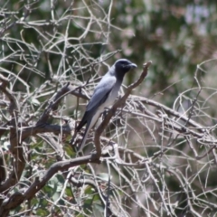 Coracina novaehollandiae at Hughes, ACT - 29 Oct 2019