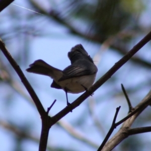 Myiagra rubecula at Deakin, ACT - 29 Oct 2019