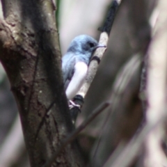 Myiagra rubecula at Deakin, ACT - 29 Oct 2019