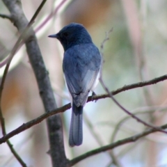 Myiagra rubecula at Deakin, ACT - 29 Oct 2019