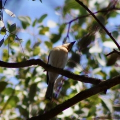 Myiagra rubecula at Deakin, ACT - 29 Oct 2019 01:46 PM