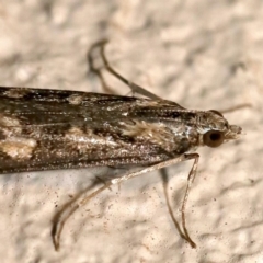 Nomophila corticalis (A Snout Moth) at Ainslie, ACT - 18 Sep 2019 by jb2602