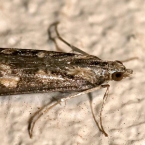 Nomophila corticalis at Ainslie, ACT - 18 Sep 2019